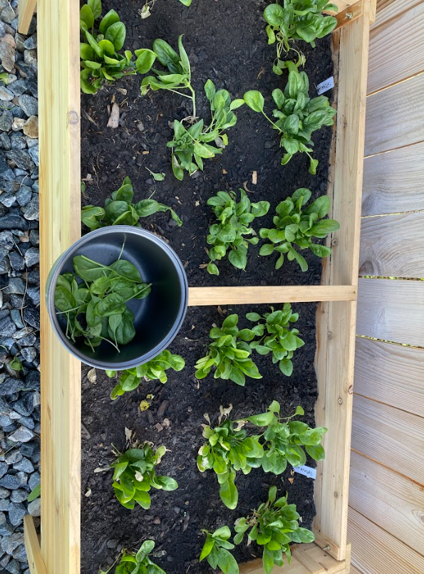 Green spinach on garden bed