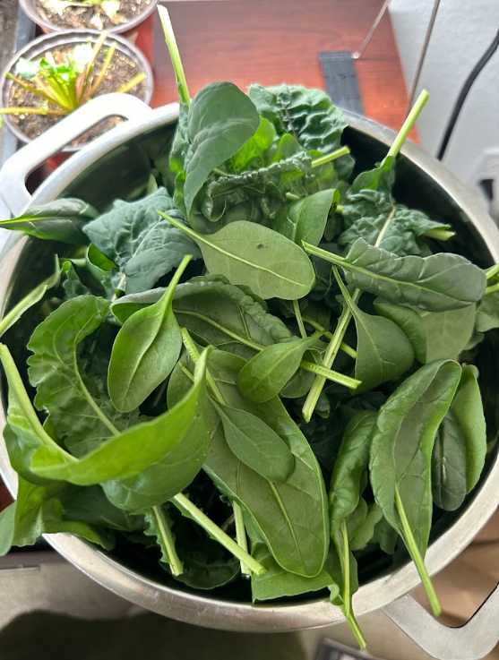 A strainer bowl filled with mixed greens freshly cut