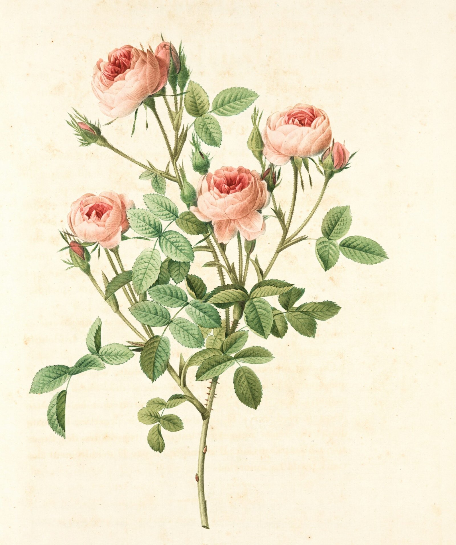 A vintage flower botanical illustration of pink roses